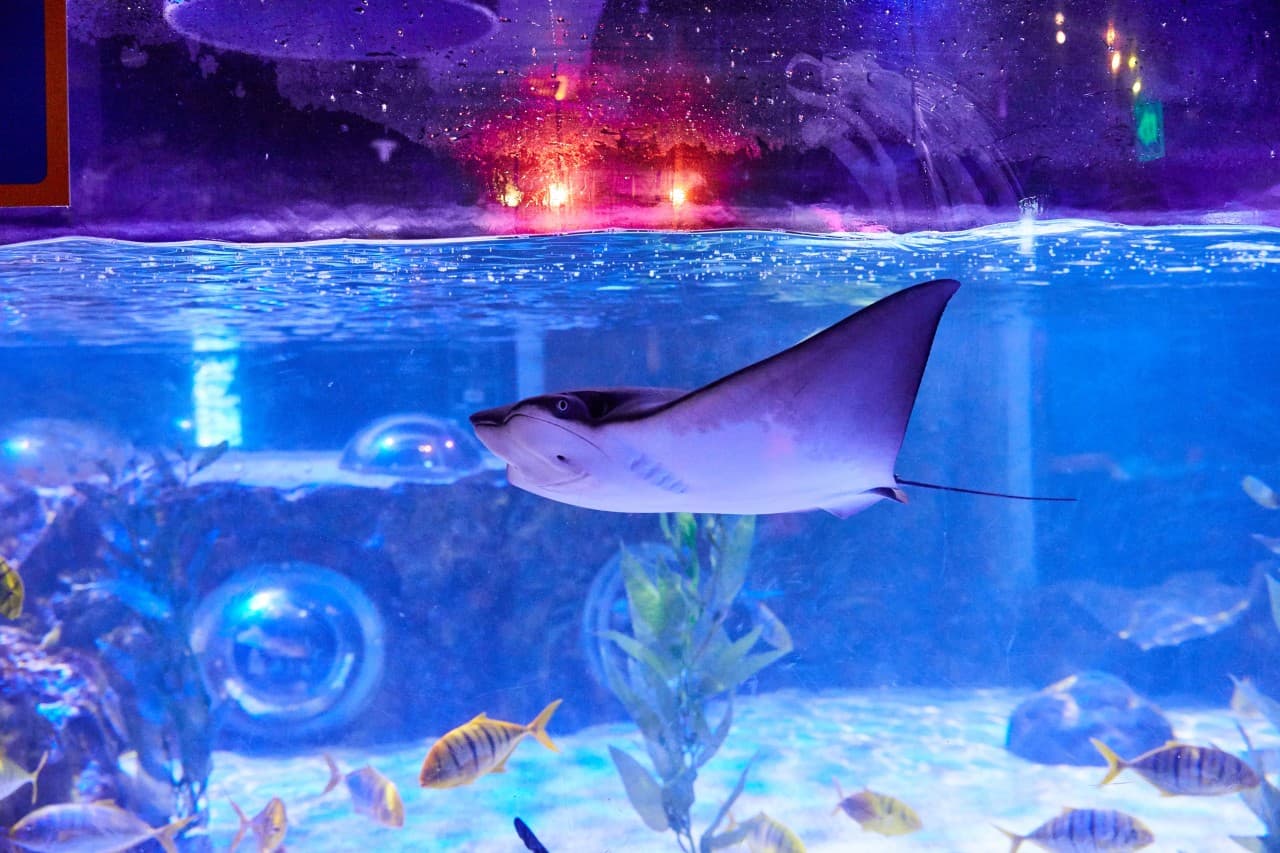 씨라이프 부산 아쿠아리움 대표 이미지