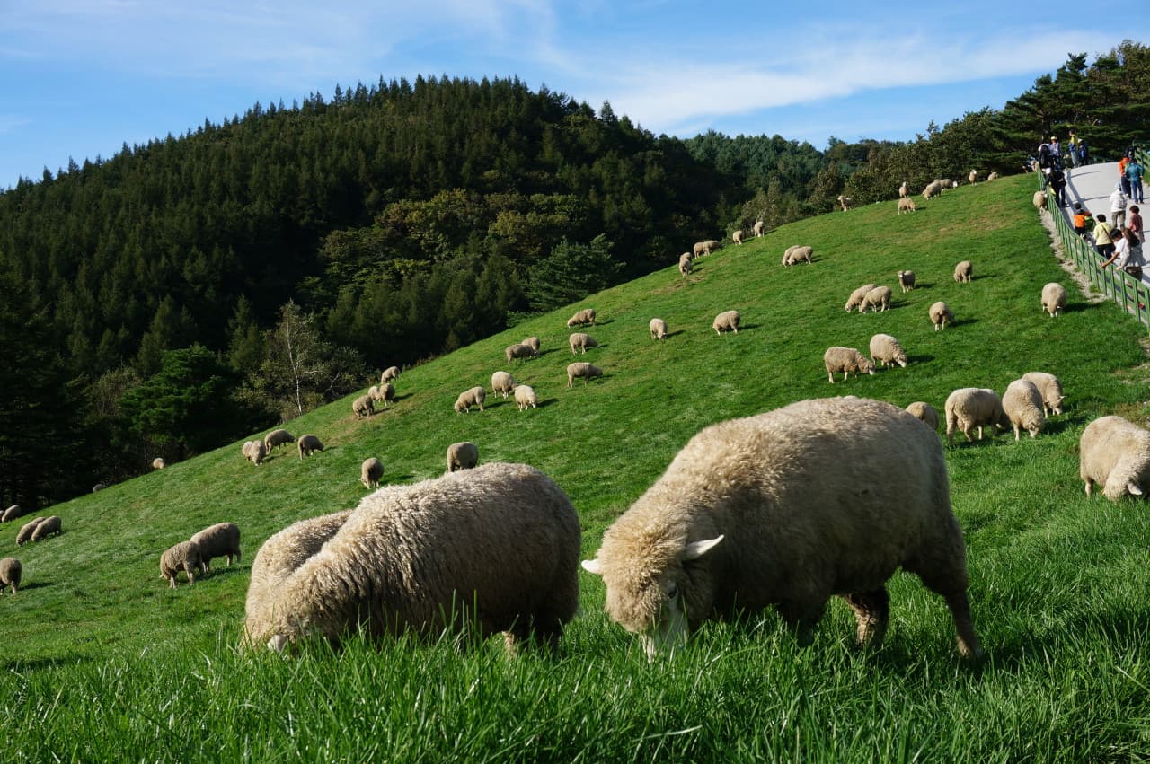 대관령 양떼목장 대표 이미지