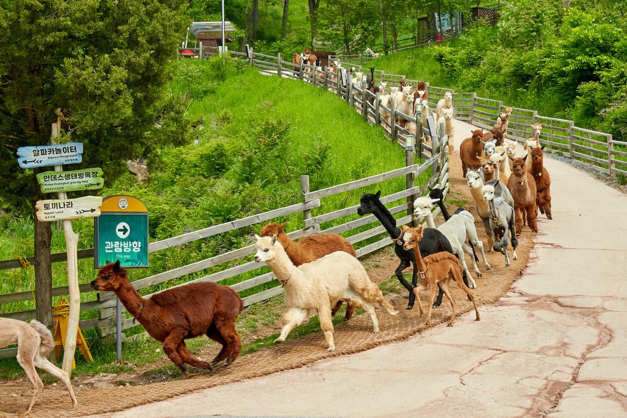 홍천 알파카월드 대표 이미지