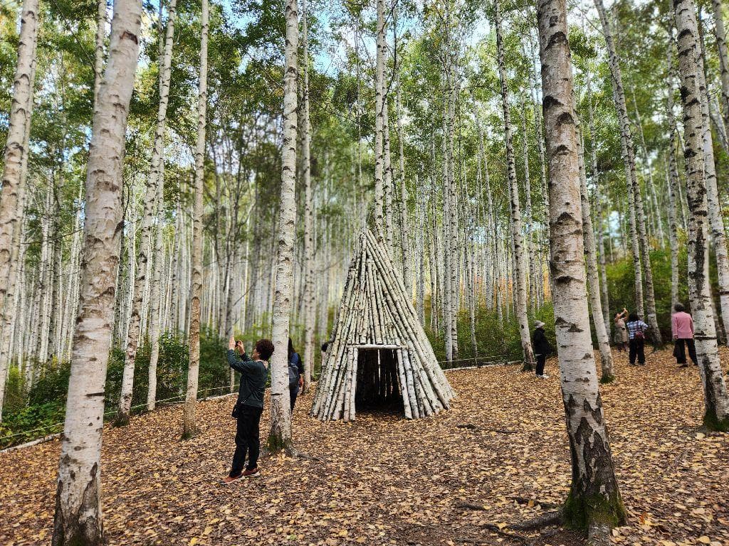 인제 자작나무 숲 (원대리) 대표 이미지