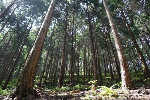 무등산 편백나무 숲길(지산유원지) 대표 이미지