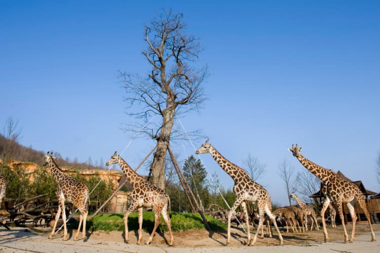 에버랜드 대표 이미지