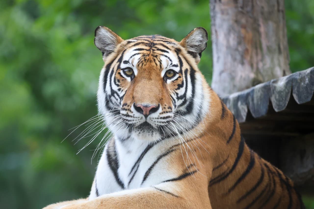 봉화 백두대간 수목원 대표 이미지