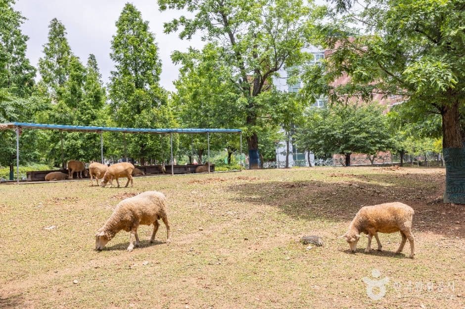 늘솔길공원 양떼목장 대표 이미지