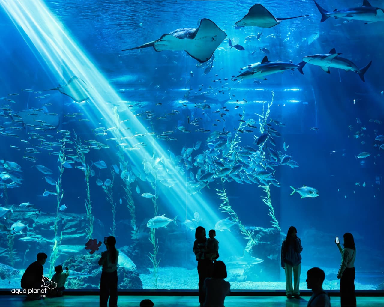 아쿠아플라넷 제주 대표 이미지