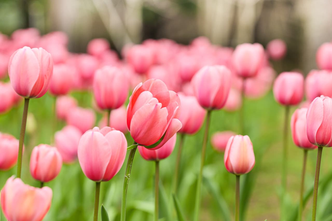 한림공원 대표 이미지