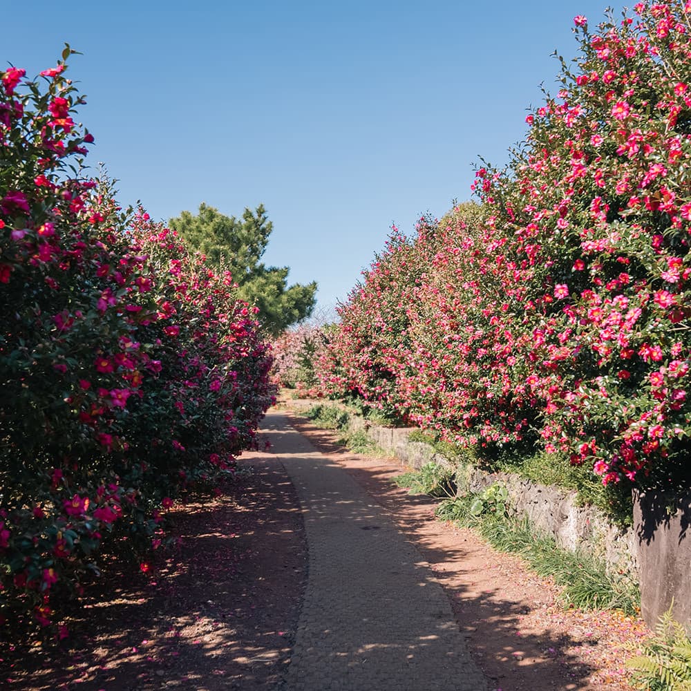 카멜리아 힐 대표 이미지