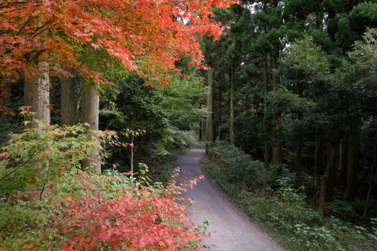 서귀포 치유의 숲 대표 이미지