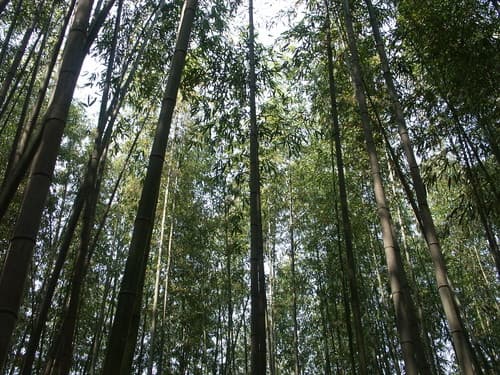 담양 죽녹원 대표 이미지