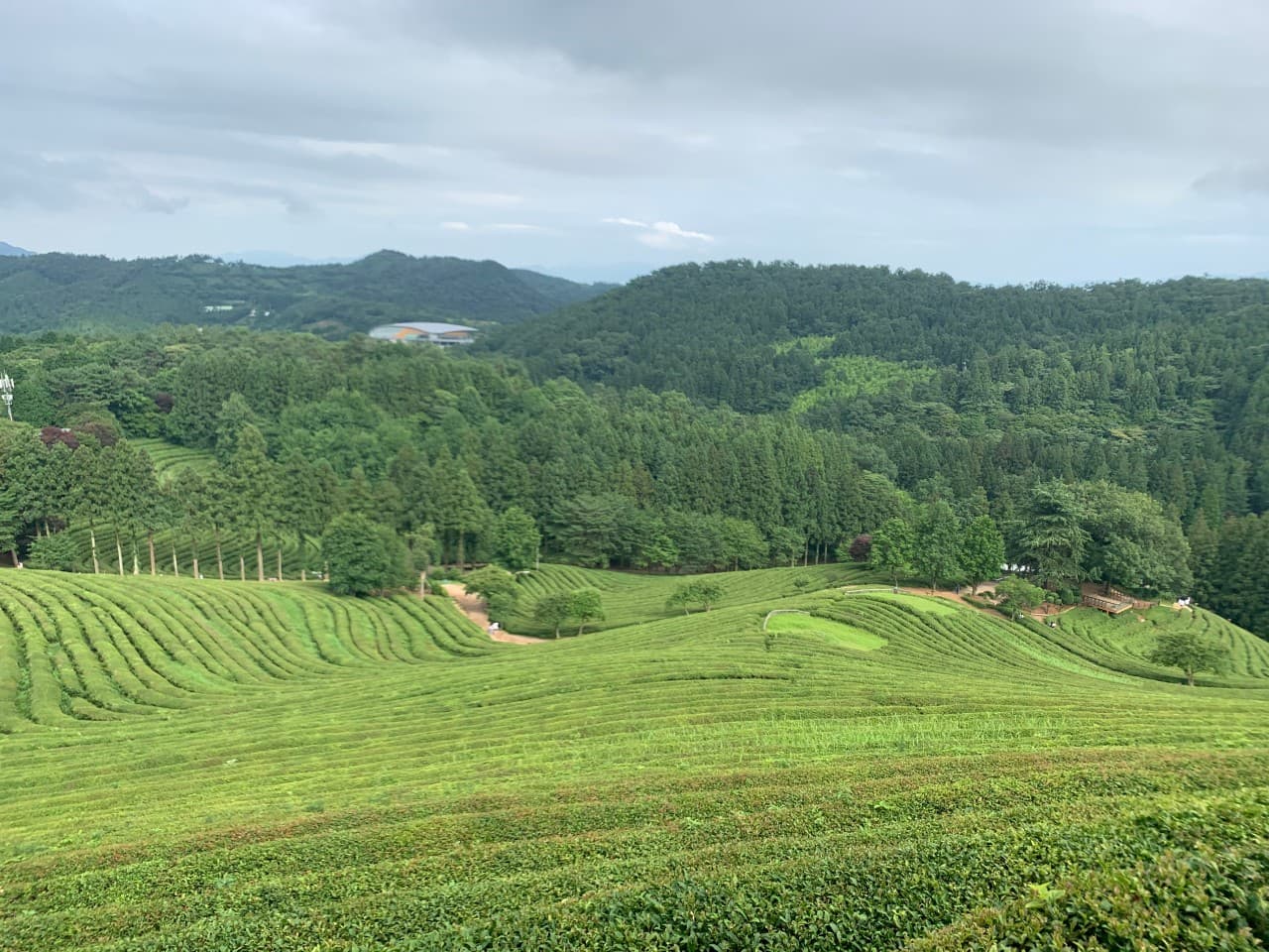 보성 대한다원(녹차밭) 대표 이미지