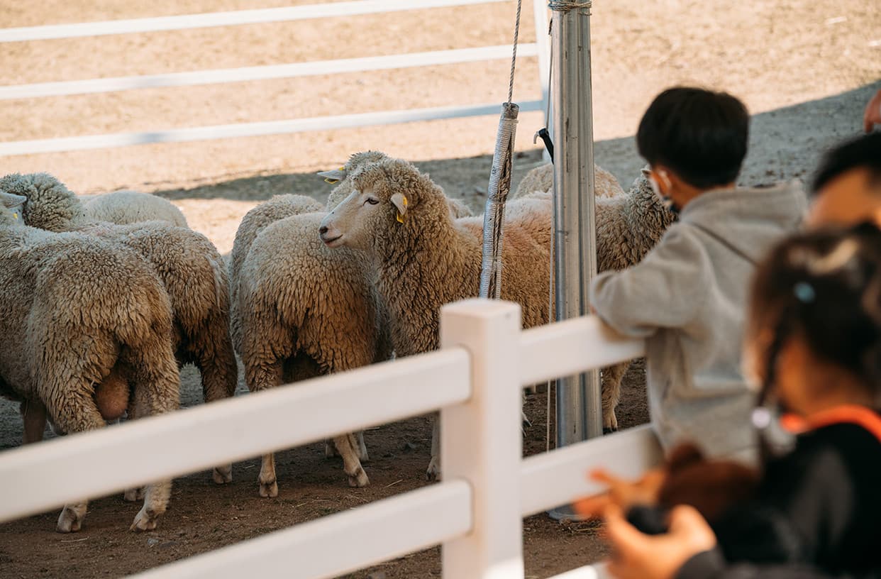 증평 블랙스톤 벨포레 (양떼목장) 대표 이미지