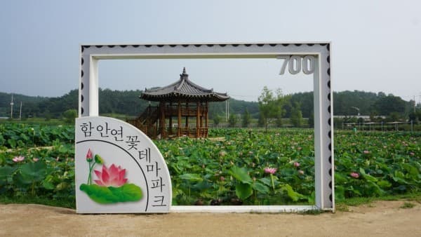함안 연꽃테마파크 대표 이미지