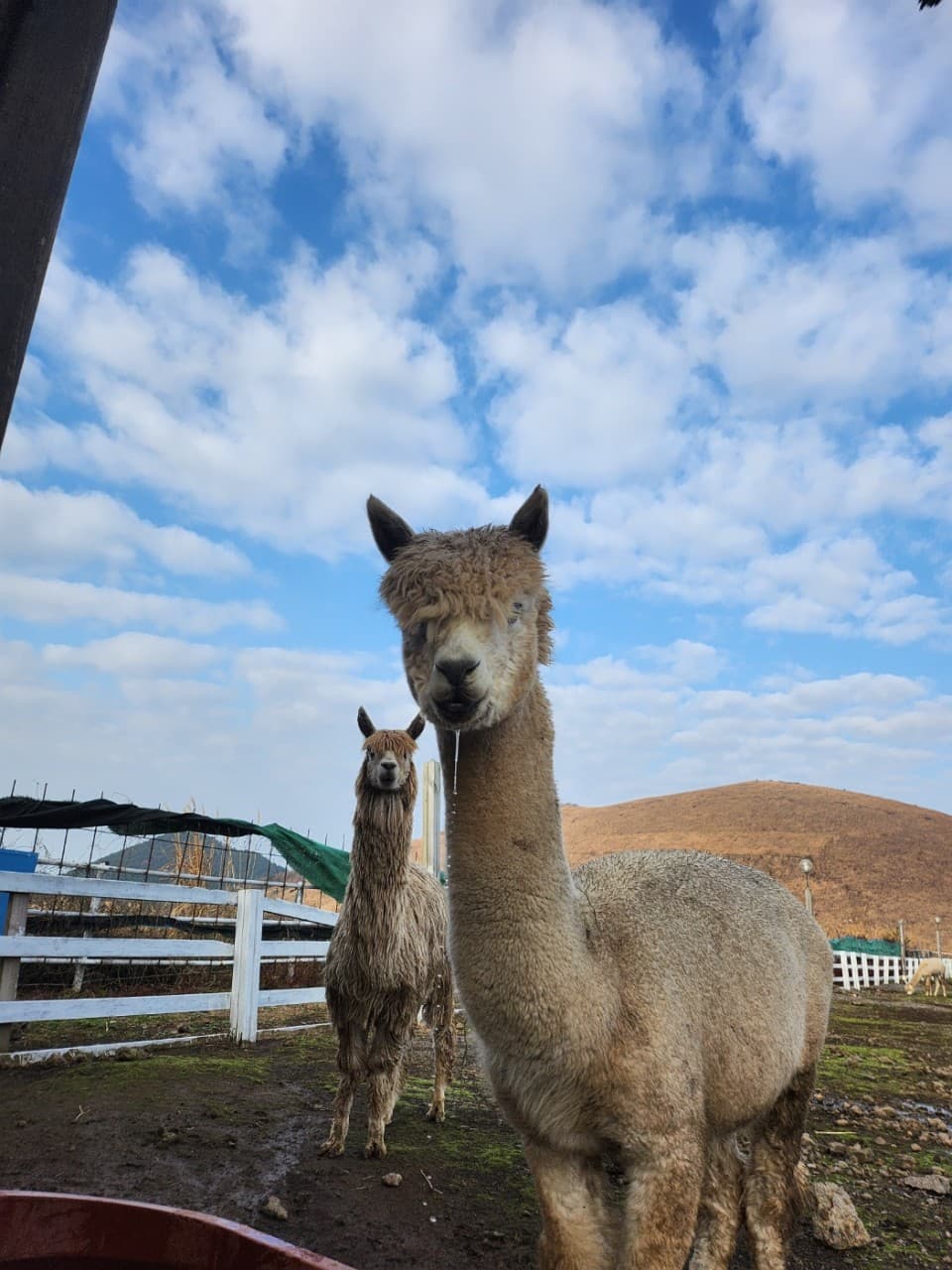 새별헤이요농장 대표 이미지