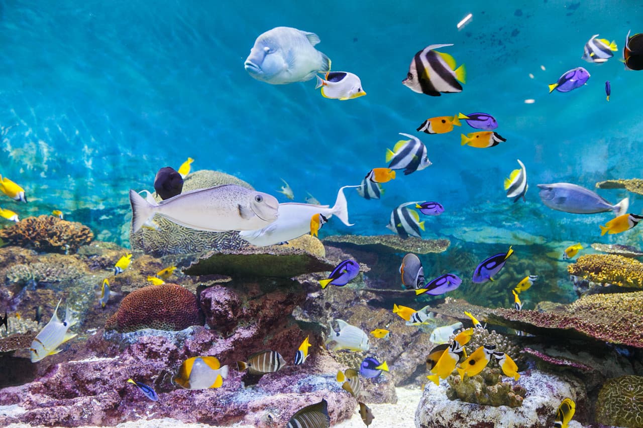 코엑스 아쿠아리움 대표 이미지